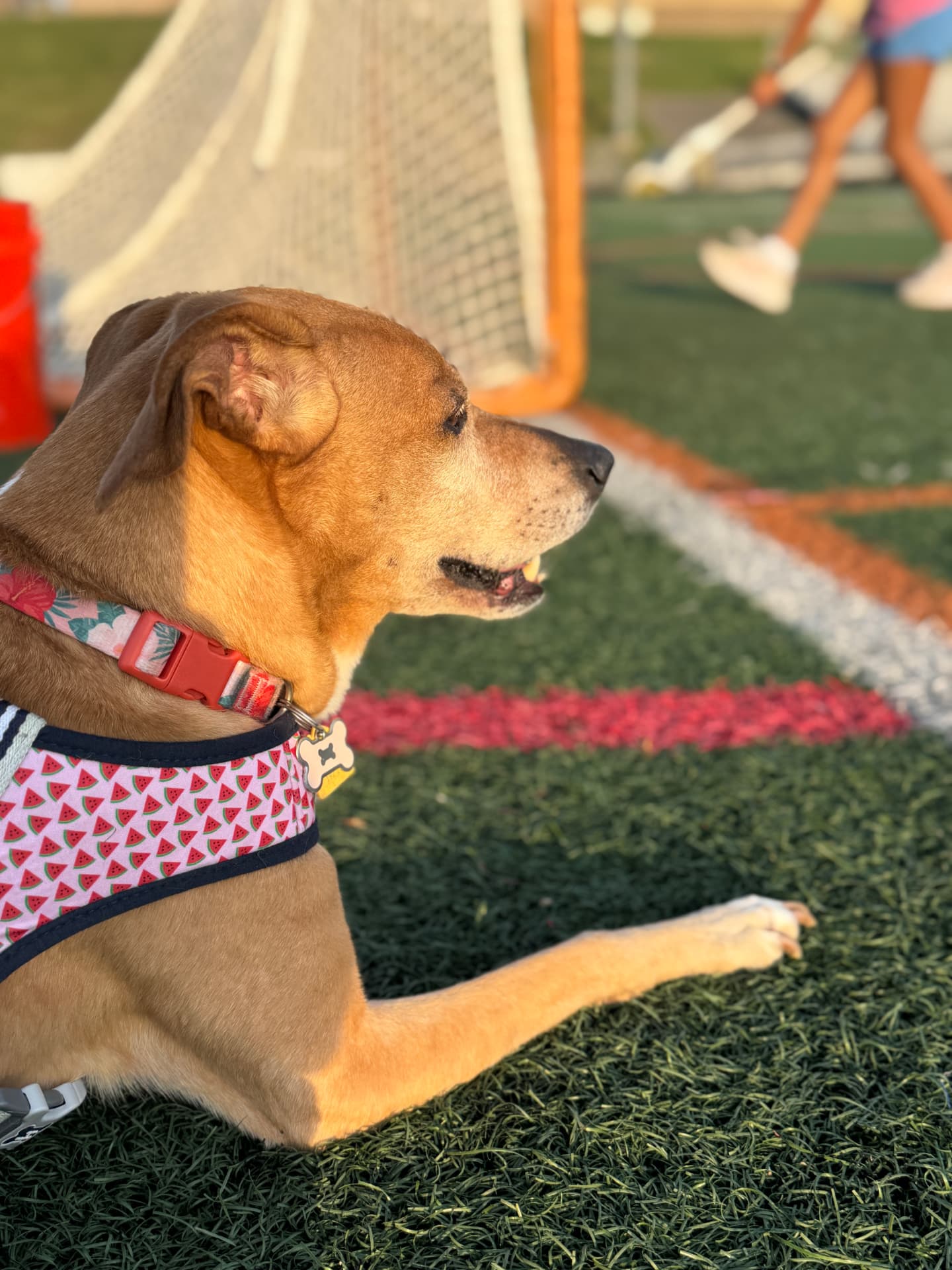Dog watching a lacrosse practice from the sideline
